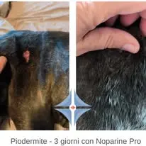nop02.webp
